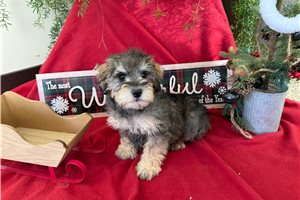 Malachi - puppy for sale