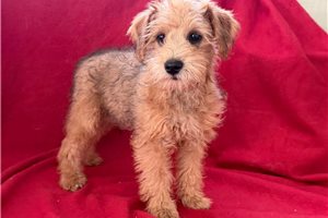 Mage - Schnoodle for sale