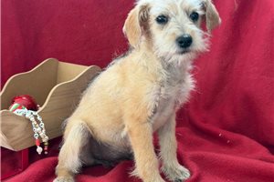 Maisie - puppy for sale