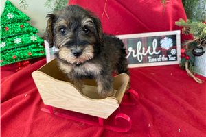 Makayla - puppy for sale
