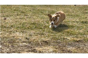Oscar - Corgi, Pembroke Welsh for sale