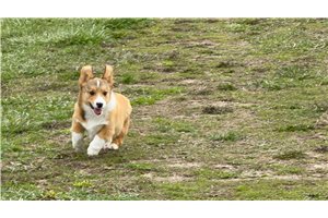 Oscar - Corgi, Pembroke Welsh for sale