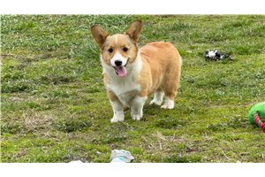 Olivia - Corgi, Pembroke Welsh for sale