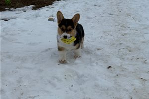 Odette - Corgi, Pembroke Welsh for sale