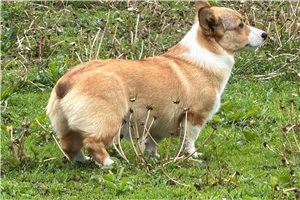 Olivia - puppy for sale