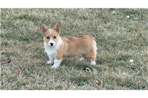 Olivia - Corgi, Pembroke Welsh for sale