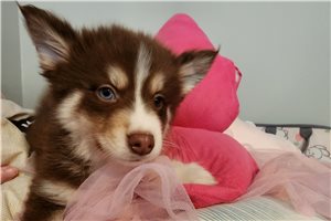 Cory - Pomsky for sale