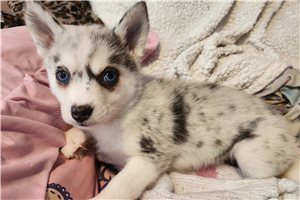Coraline - Pomsky for sale