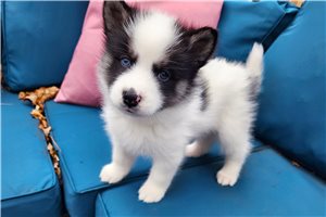 Blaze - Pomsky for sale