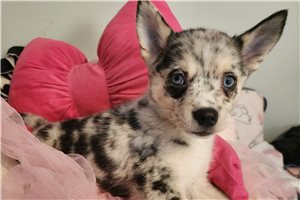 Candace - Pomsky for sale