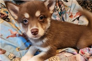 Conrad - Pomsky for sale