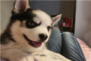 Baxter - Pomsky for sale