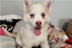 Calliope - Pomsky for sale