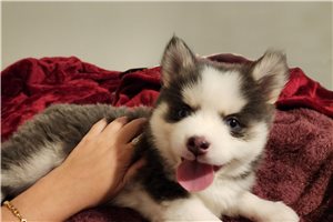 Bianca - Pomsky for sale