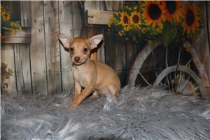 Lily - Chihuahua for sale