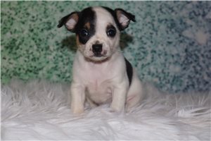 Luna - puppy for sale