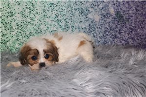 Naomi - puppy for sale