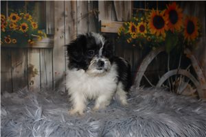 Nathan - Shih-Poo - Shihpoo for sale