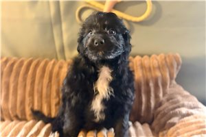 Michael - Aussiedoodle for sale