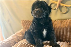 Noah - Aussiedoodle for sale