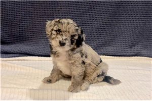 Nolan - Aussiedoodle for sale