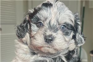 Mila - Aussiedoodle for sale