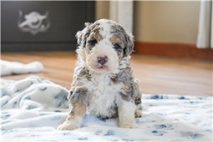 Logan - Bernedoodle for sale