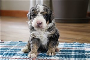 Lincoln - Bernedoodle for sale