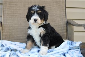 Lucas - puppy for sale