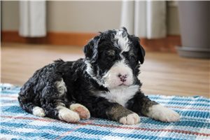Liam - Bernedoodle for sale