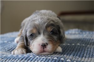 Leonardo - Bernedoodle for sale