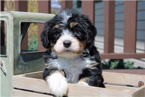 Lucas - Bernedoodle for sale