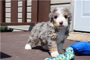 Logan - Bernedoodle for sale