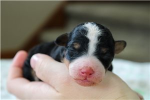 Charles - puppy for sale