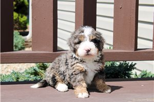 Lincoln - Bernedoodle for sale