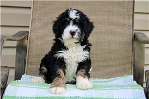 Liam - Bernedoodle for sale