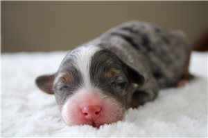 Carter - puppy for sale