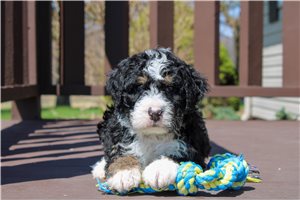 Liam - Bernedoodle for sale