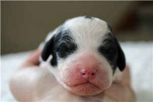 Charlotte - puppy for sale