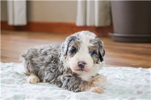 Levi - Bernedoodle for sale