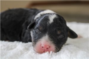 Caleb - Bernedoodle, Mini for sale