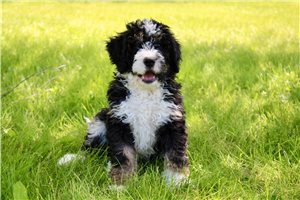 Liam - Bernedoodle for sale