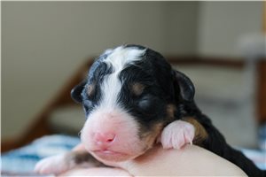 Cameron - Bernedoodle, Mini for sale