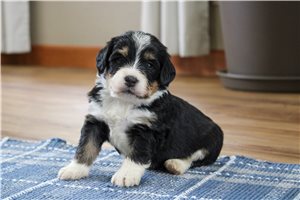 Lucas - Bernedoodle for sale