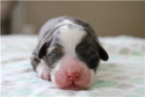 Cooper - puppy for sale