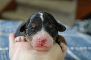 Christopher - puppy for sale