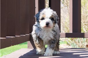 Levi - Bernedoodle for sale