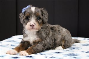 Millie - Bernedoodle, Mini for sale