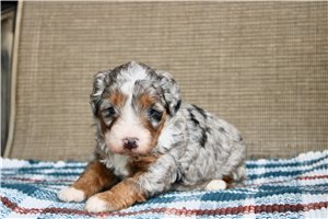 Carter - puppy for sale