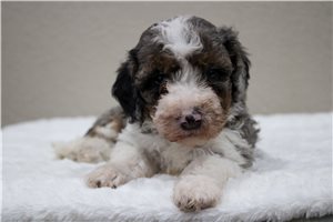 Monica - Bernedoodle, Mini for sale
